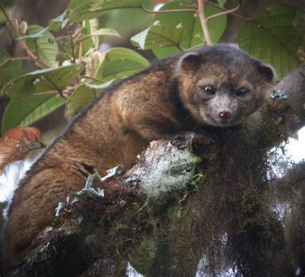  Olinguito ja Kultaiset Hedelmät!  Kolumbialainen kansansatu 1700-luvulta kerää mystisiä olentoja ja aarteen etsintää.