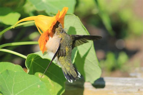  The Hummingbird and the Sun - A Tiny Creature Embarking on a Monumental Quest for Warmth!