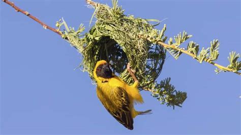  The Tree With Singing Birds: A Colombian Folktale That Echoes Through Time