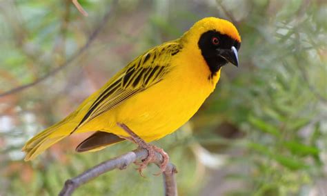  The Weaver Bird - A Touching Tale of Sacrifice and Redemption From 20th Century Egypt?